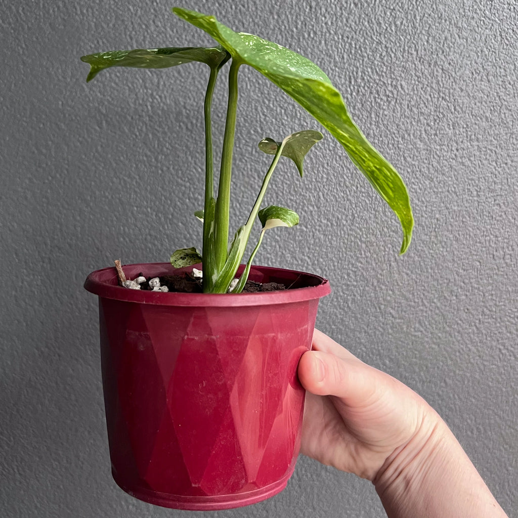 Close-up of Monstera Thai Constellation leaf texture showing delicate cream speckles and smooth glossy finish.