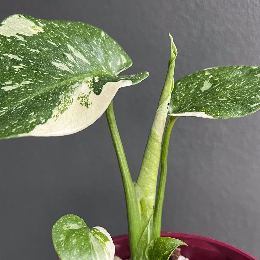Hand holding a Monstera Thai Constellation leaf under soft light showing intricate marbling and perfect leaf splits.
