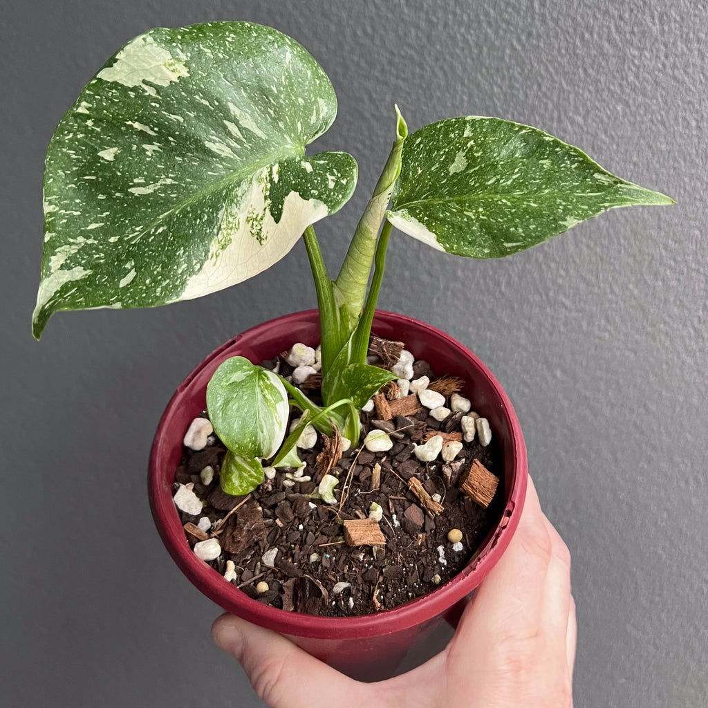 Monstera Thai Constellation in pot with layered split leaves showing white marbling and thick glossy texture.