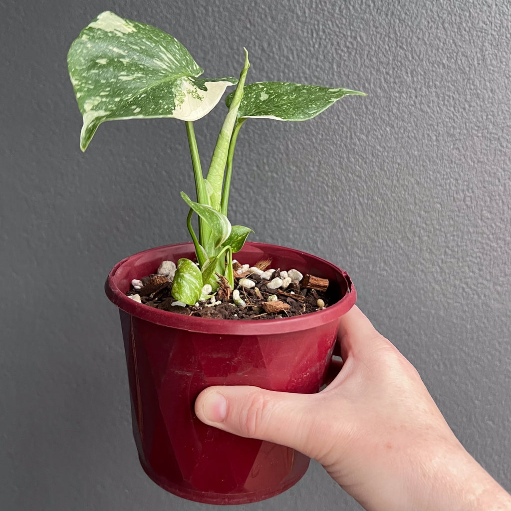 Side angle of Monstera Thai Constellation showing subtle cream patterns and dense foliage growth.