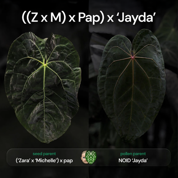 Anthurium (Zara Michelle x pap) x 'Jayda' | Shop Australia