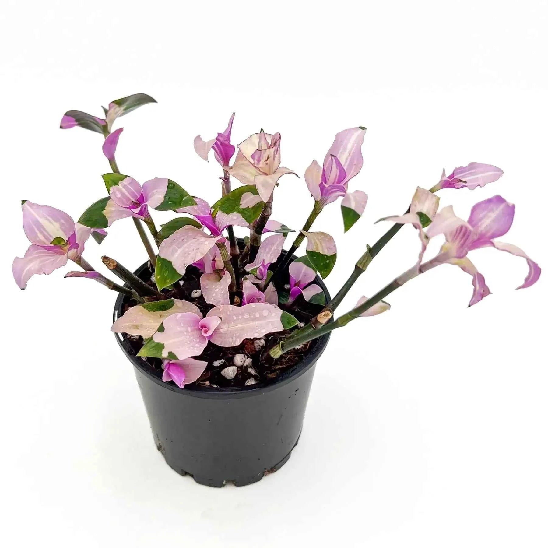 blushing bride plant indoor Buy Tradescantia Blushing Bride