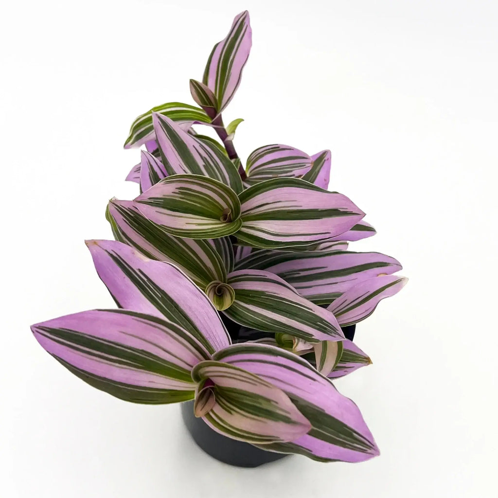 Tradescantia 'Bubblegum Lilac' | Indoor Plant | Chalet Boutique - Australia