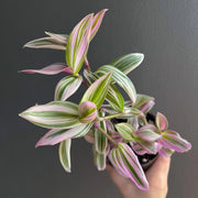 Hand holding a Tradescantia Bubblegum Lilac showing pastel pink and lilac-striped leaves. Rare indoor plant nursery Australia.