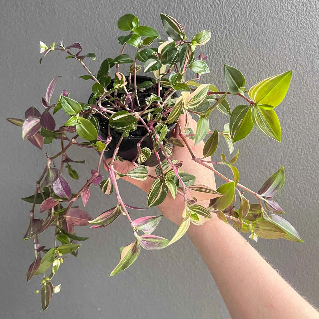 Tradescantia Fluminensis Tricolour
