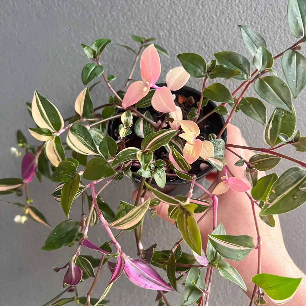 Tradescantia Fluminensis Tricolour