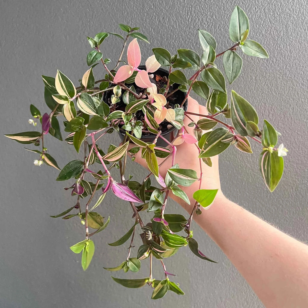 Tradescantia Fluminensis Tricolour