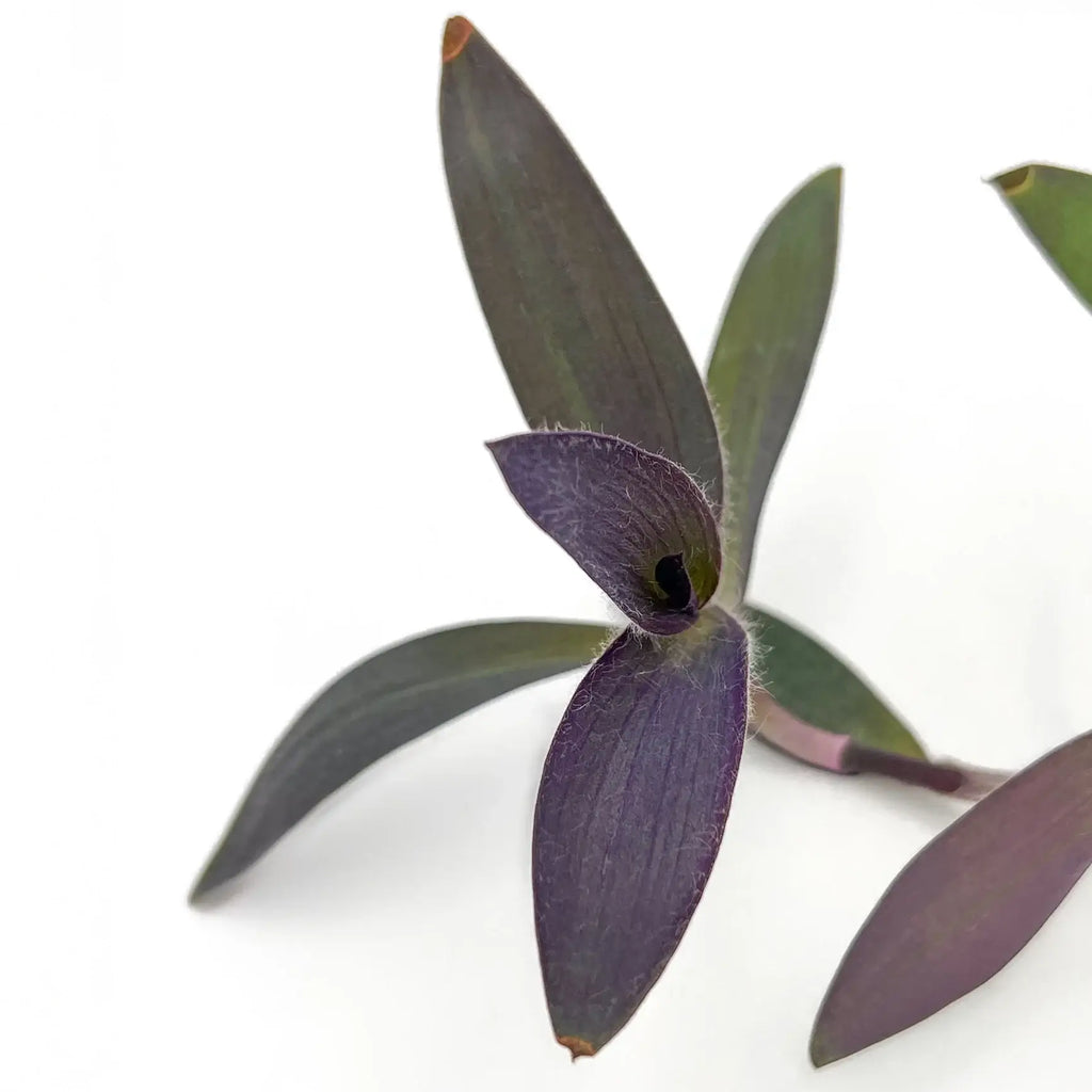 Close-up of Tradescantia pallida 'Purple Heart' showcasing deep purple fuzzy leaves, ideal for indoor plant lovers. Chalet Boutique, Australia.