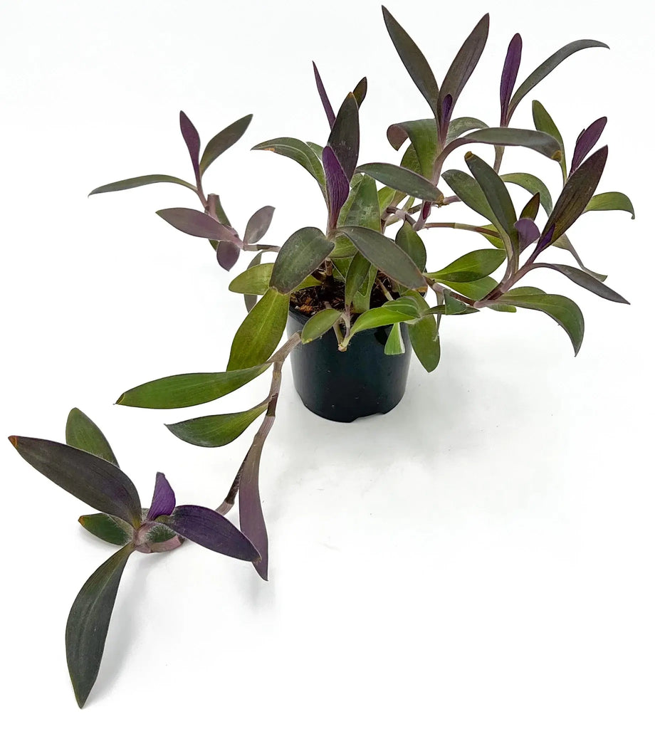 Tradescantia pallida Purpurea 'Purple Heart' plant with striking purple leaves, perfect for indoor settings. Chalet Boutique, Australia.