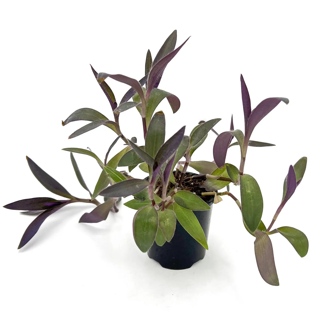 Tradescantia pallida Purpurea 'Purple Heart', unique indoor plant with deep purple foliage, available at Chalet Boutique, Australia.