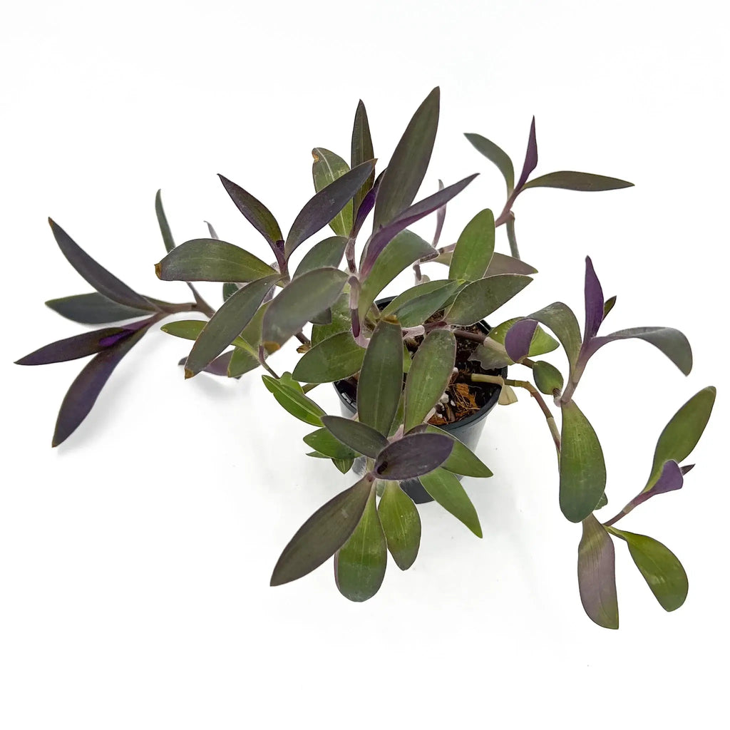Tradescantia pallida Purpurea 'Purple Heart' with deep purple fuzzy leaves, perfect for hanging baskets. Chalet Boutique, Australia.