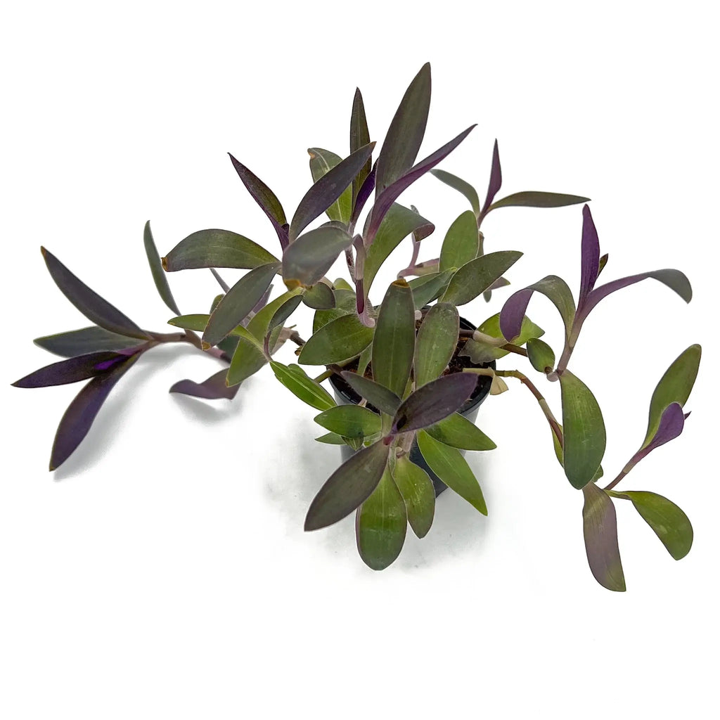 Tradescantia pallida Purpurea 'Purple Heart' plant with deep purple leaves, ideal for indoor decor. Chalet Boutique, Australia.