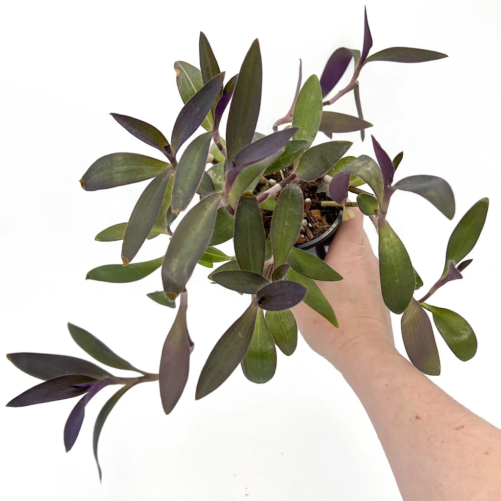 Tradescantia pallida Purpurea 'Purple Heart' with deep purple leaves held in hand, ideal for indoor plant lovers. Chalet Boutique, Australia.
