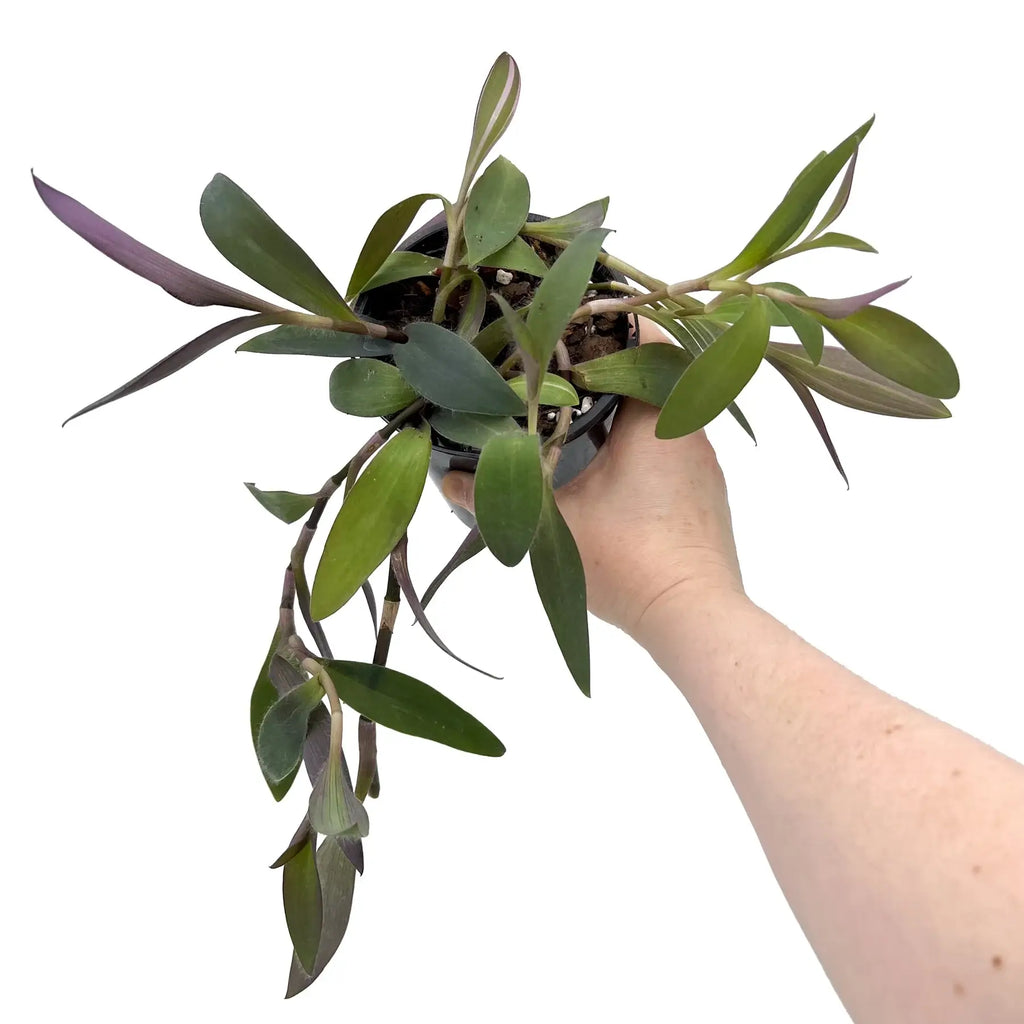 Tradescantia pallida Purpurea 'Purple Heart' | Indoor Plant | Chalet Boutique - Australia