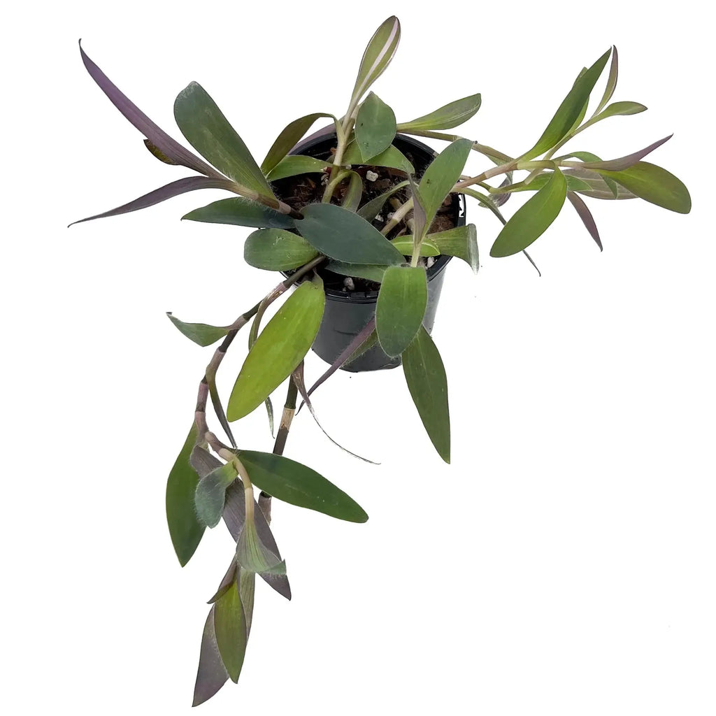 Tradescantia pallida Purpurea 'Purple Heart' | Indoor Plant | Chalet Boutique - Australia