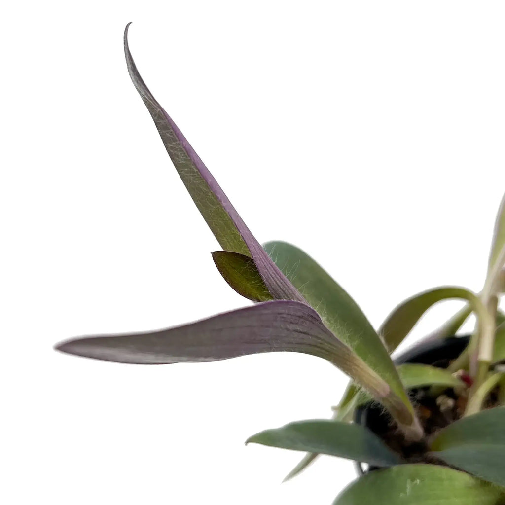 Tradescantia pallida Purpurea 'Purple Heart' | Indoor Plant | Chalet Boutique - Australia