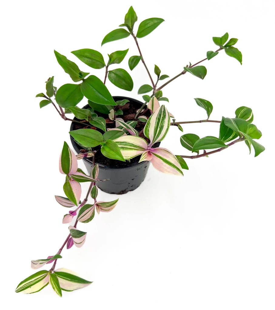 Tradescantia Fluminensis Tricolour indoor plant with variegated leaves in a pot. Buy rare indoor plants online at Chalet Boutique, Australia.