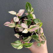 Tradescantia Fluminensis Tricolour