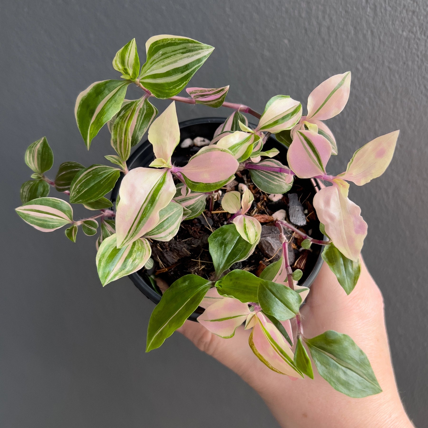 tricolour indoor plant Tradescantia Fluminensis Tricolour