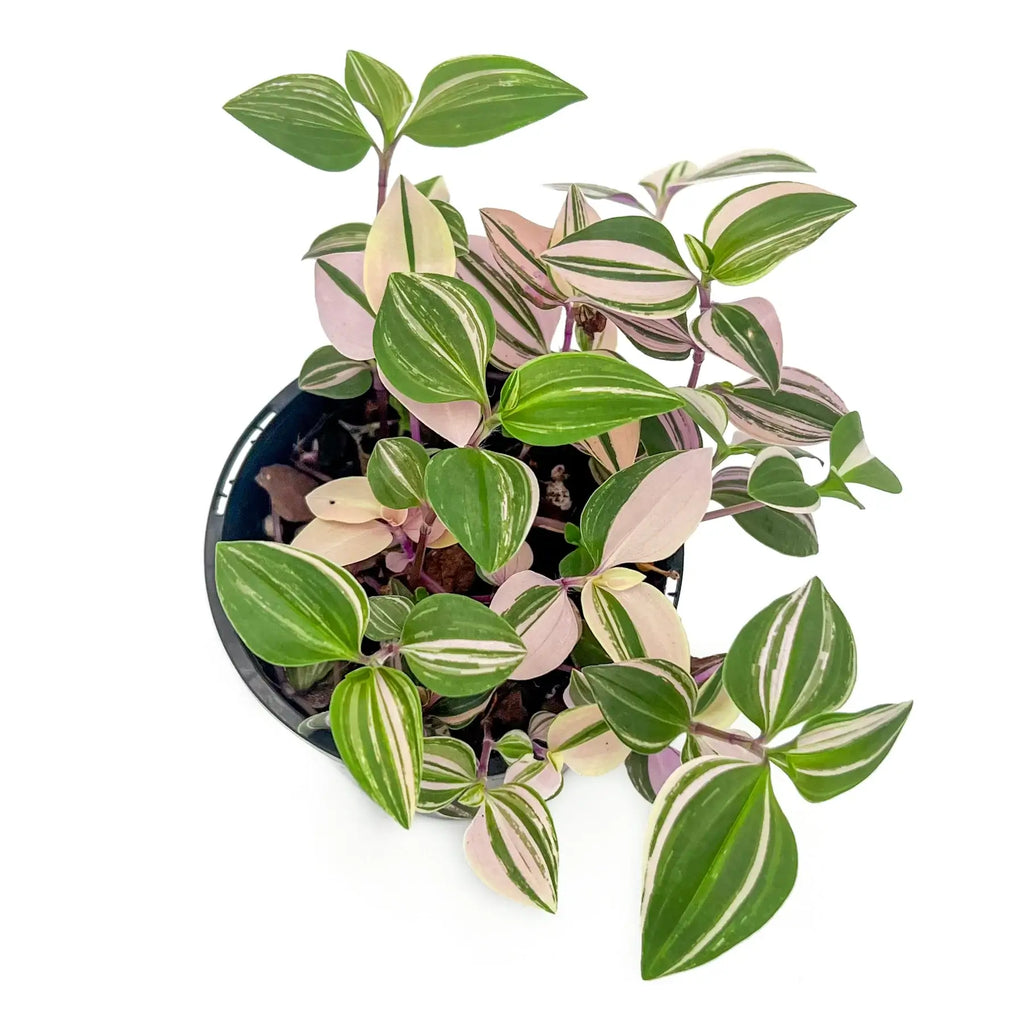 Tradescantia Fluminensis Tricolour | Indoor Plant | Chalet Boutique - Australia