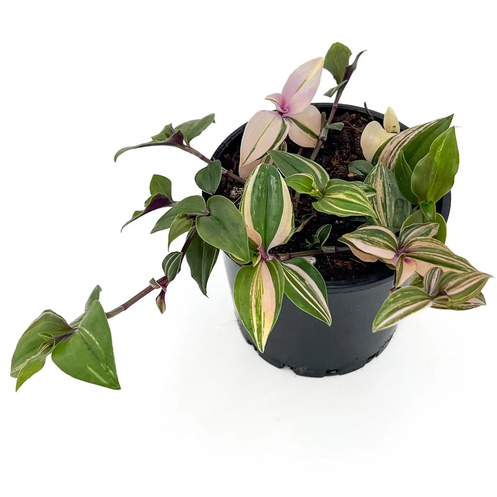 Variegated Tradescantia Fluminensis Tricolour indoor plant, showcasing vibrant greens and pink stripes, ideal for indoor decor. Chalet Boutique, Australia.