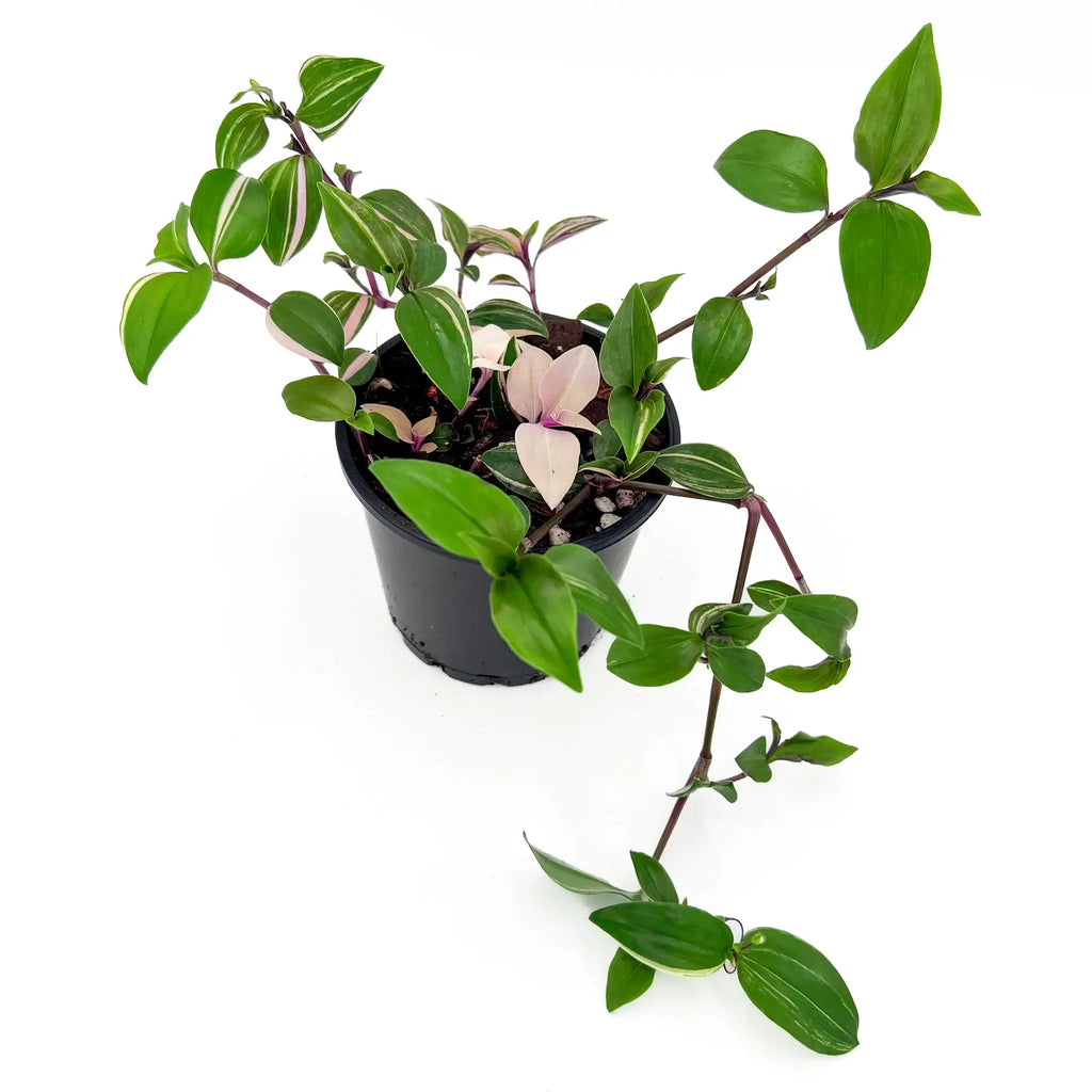 Tradescantia Fluminensis Tricolour in pot, showcasing variegated green and pink foliage, a perfect indoor plant for Australian homes. Chalet Boutique, Australia.