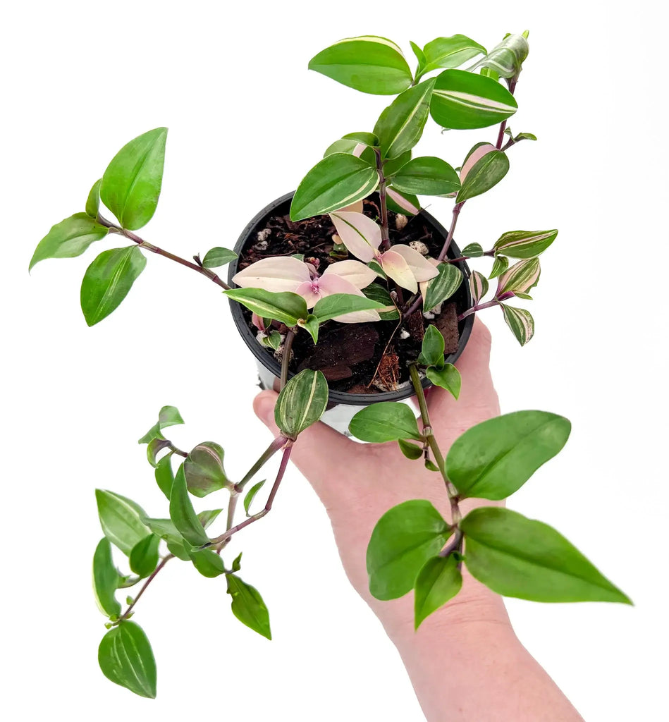 Hand holding a Tradescantia Fluminensis Tricolour plant showcasing its vibrant green and pink variegated leaves. Chalet Boutique, Australia.