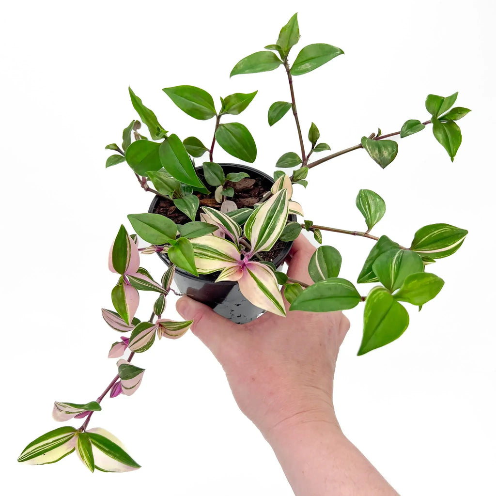 Tradescantia Fluminensis Tricolour in hand, showcasing variegated leaves, ideal for indoor decor. Chalet Boutique, Australia.