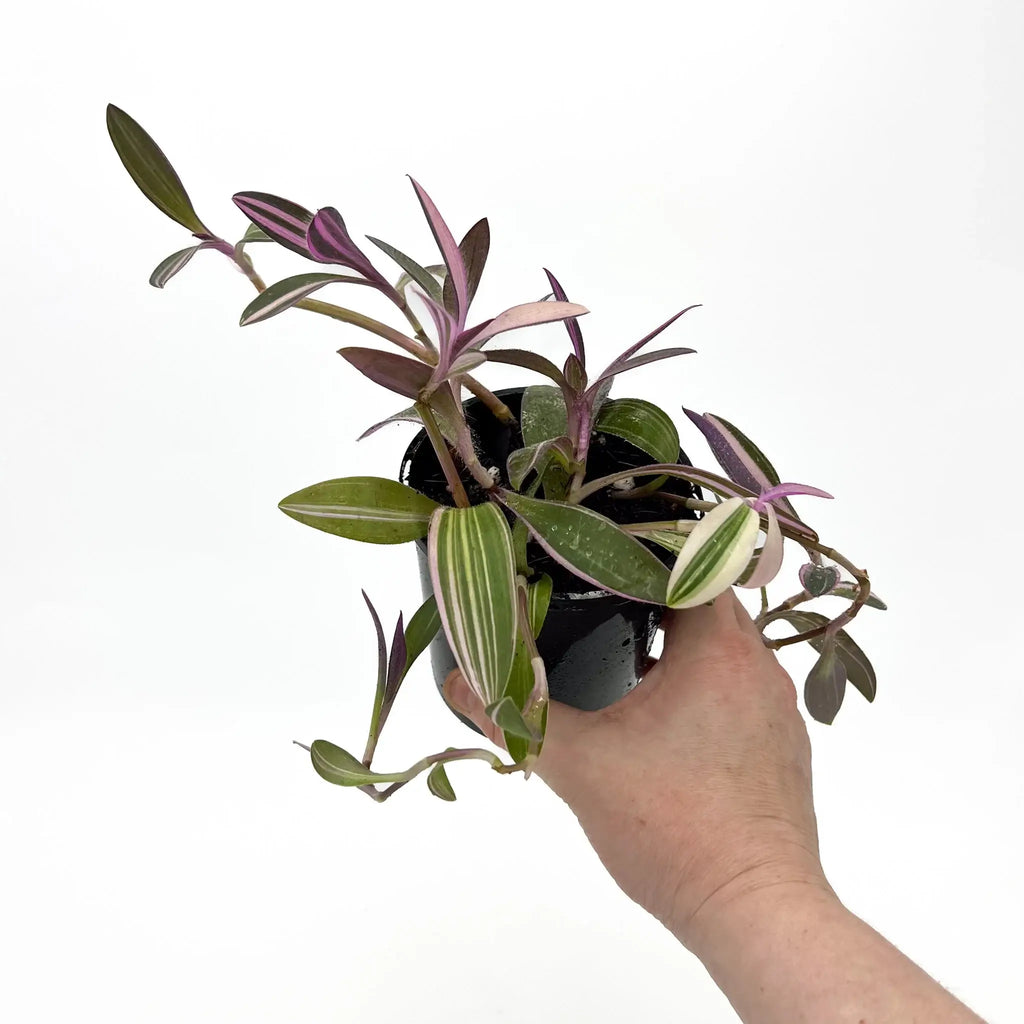 Hand holding a Tradescantia pallida Purpurea 'Purple Heart' plant, showcasing its vibrant variegated leaves. Chalet Boutique, Australia.