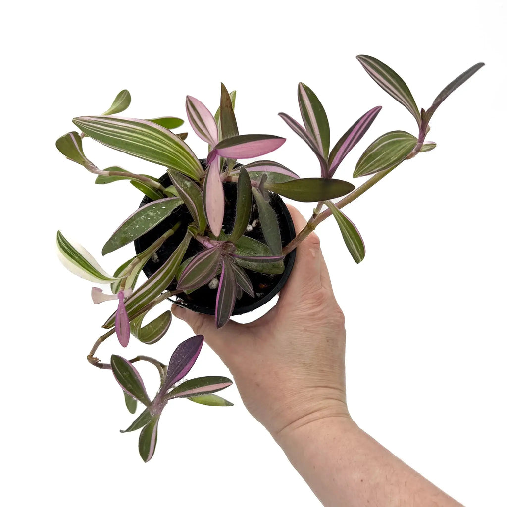 Hand holding a Tradescantia pallida Purpurea 'Purple Heart' plant with variegated leaves, showcasing its unique colors. Chalet Boutique, Australia.