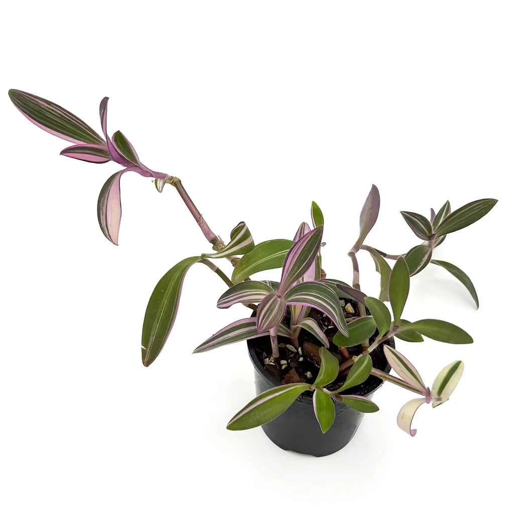 Tradescantia pallida Purpurea 'Purple Heart' in a black pot, showcasing its unique variegated leaves. Chalet Boutique, Australia.