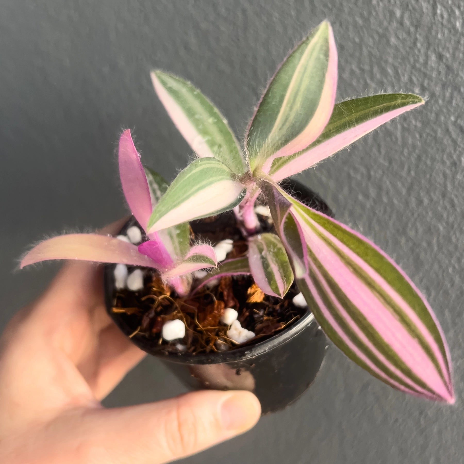 Buy Tradescantia pallida 'Purple Heart' Online