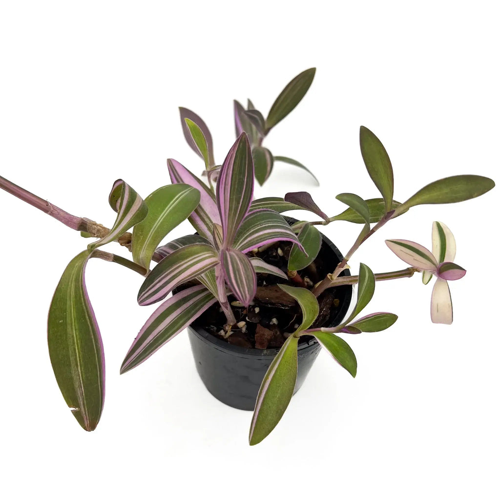 Tradescantia pallida Purpurea 'Purple Heart' variegated indoor plant in a pot, featuring purple, green, and pink foliage. Chalet Boutique, Australia.