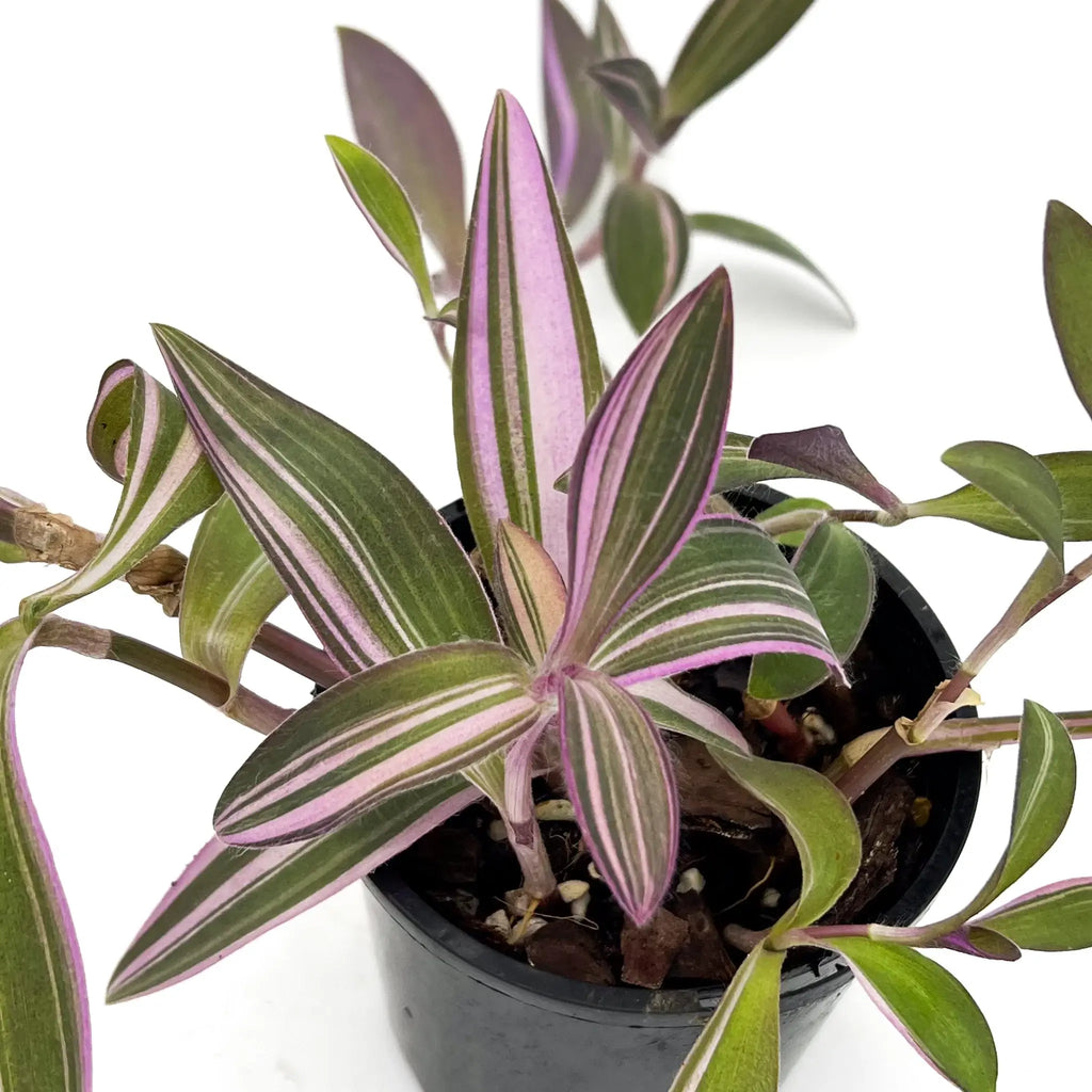 Tradescantia pallida 'Purple Heart' in a pot, showcasing variegated pink and green leaves. Unique indoor plants from Chalet Boutique, Australia.
