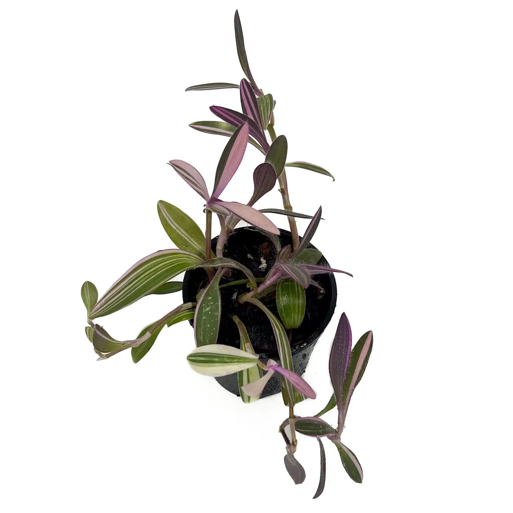 Tradescantia pallida Purpurea 'Purple Heart' plant with variegated leaves in a black pot, ideal for indoor spaces. Chalet Boutique, Australia.