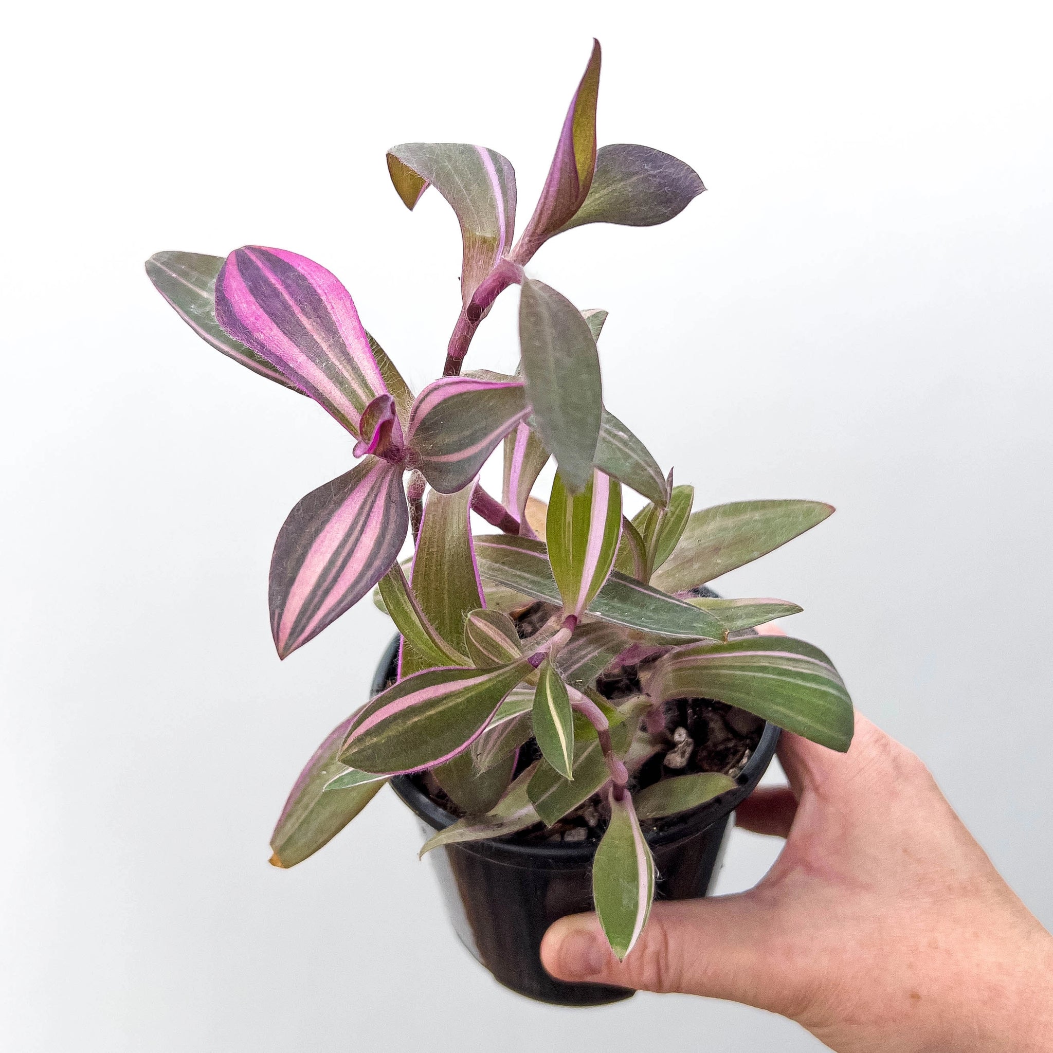 Buy Tradescantia pallida 'Purple Heart' Online