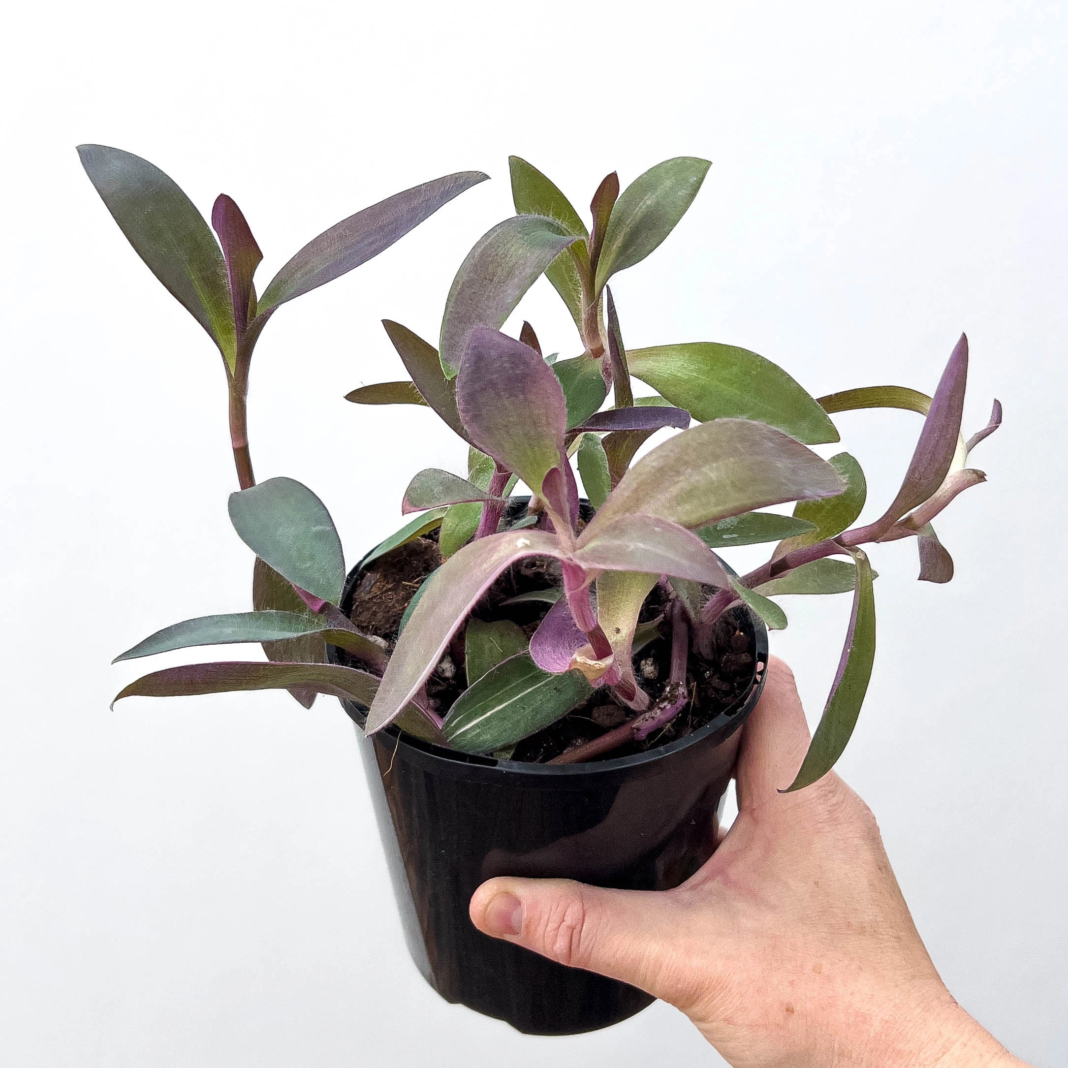 is tradescantia a succulent Buy Tradescantia pallida 'Purple Heart' Online