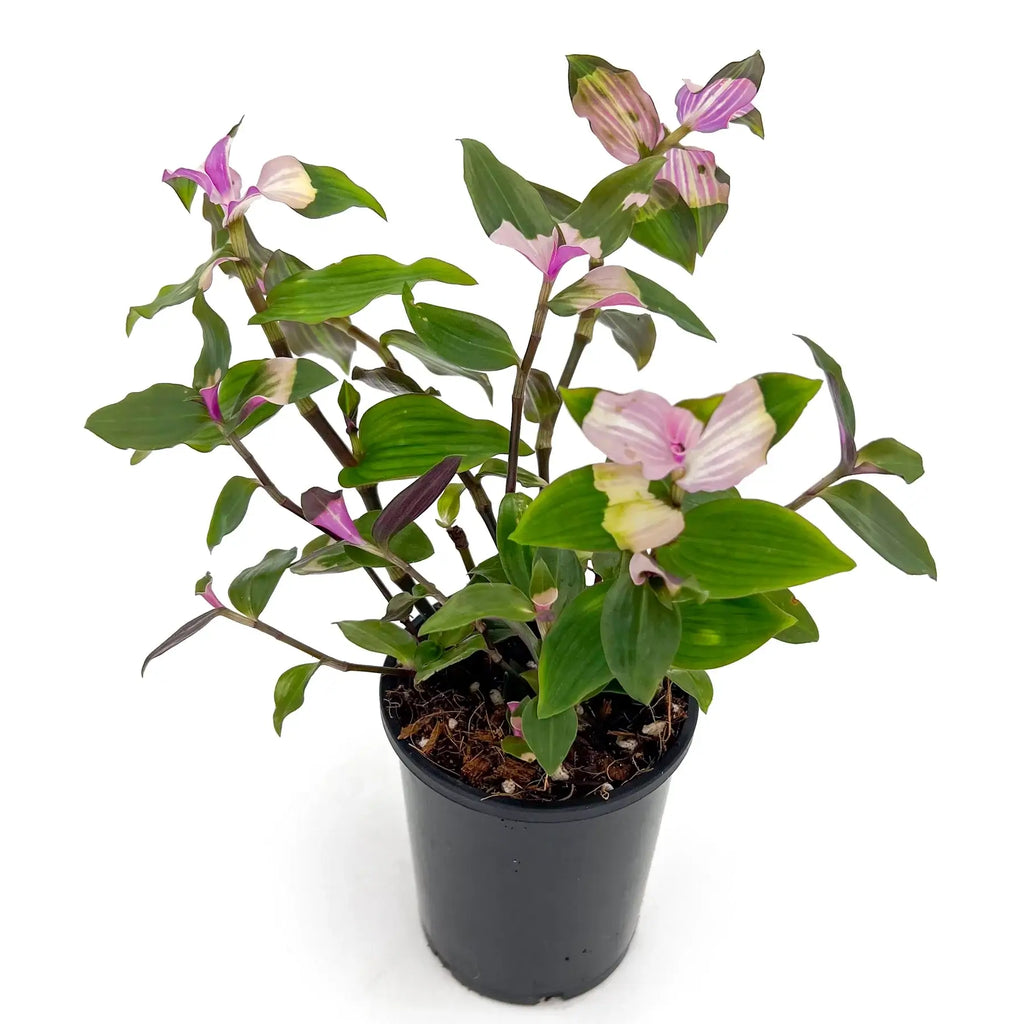 Tradescantia Blushing Bride | Indoor Plant | Chalet Boutique - Australia