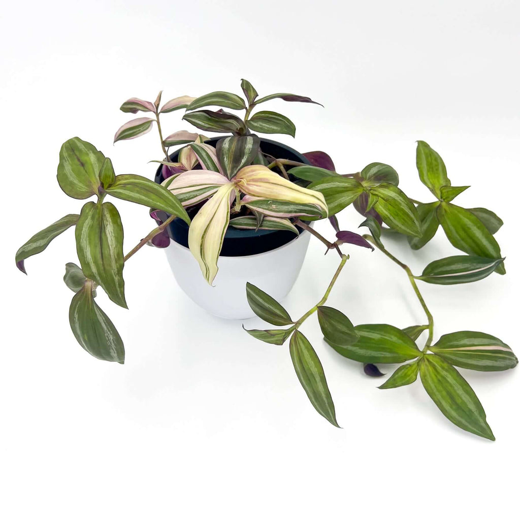 Tradescantia Zebrina 'Multicolour Discolour' | Indoor Plant | Chalet Boutique - Australia