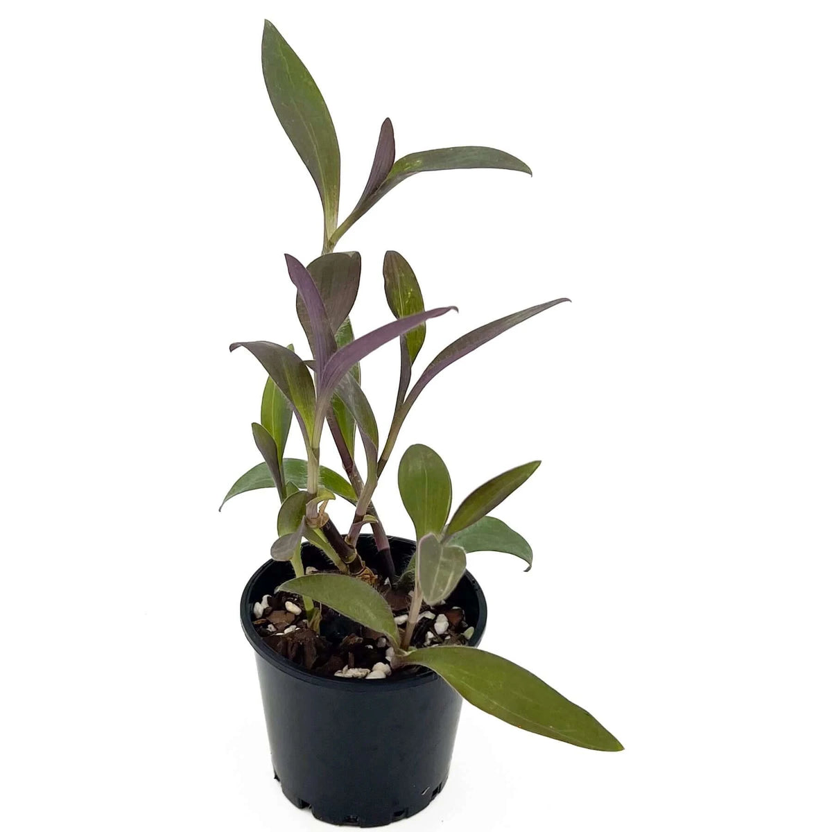 Buy Tradescantia 'Purple Heart' Rare Indoor Plants, Australia