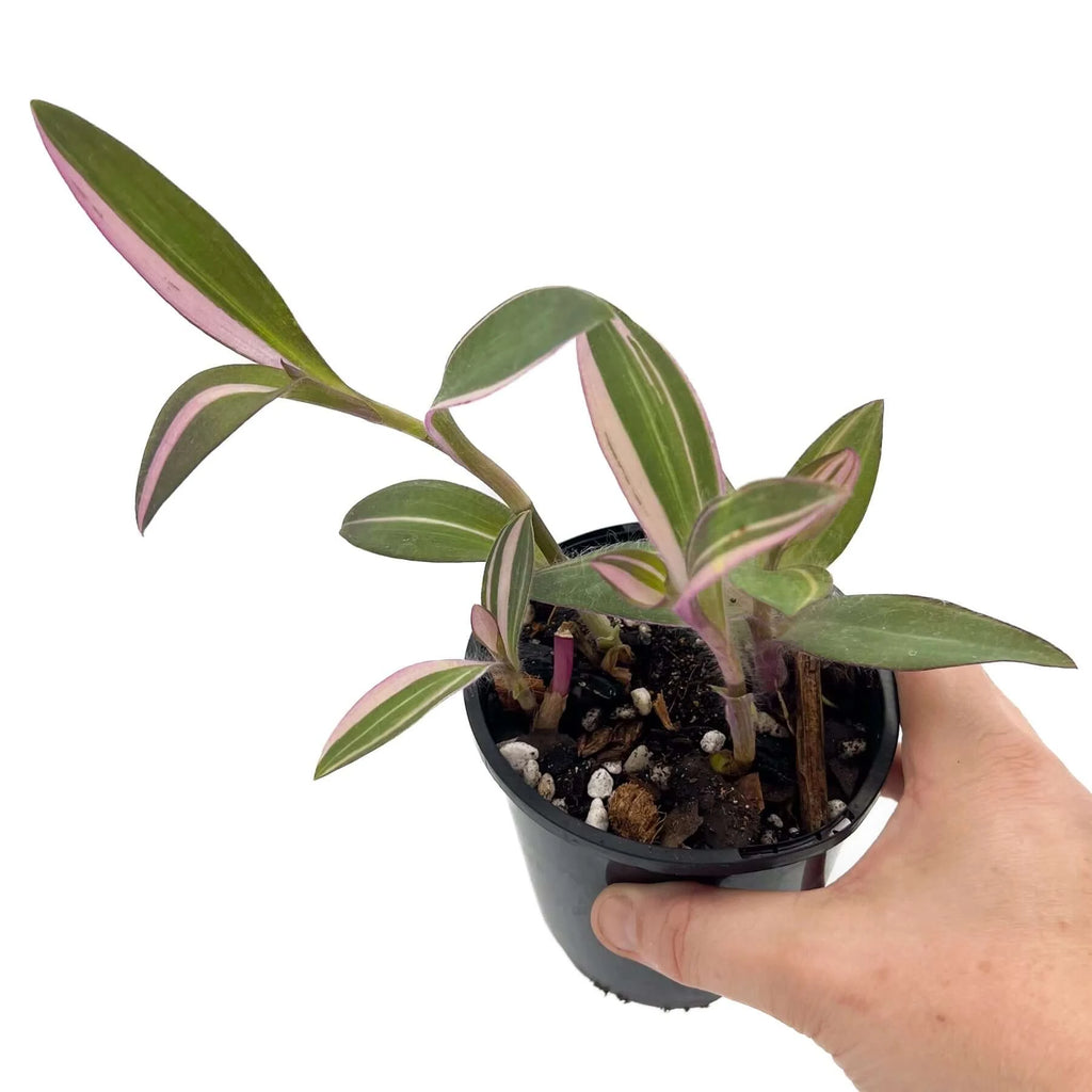 Tradescantia pallida Purpurea 'Purple Heart' Variegated | Indoor Plant | Chalet Boutique - Australia