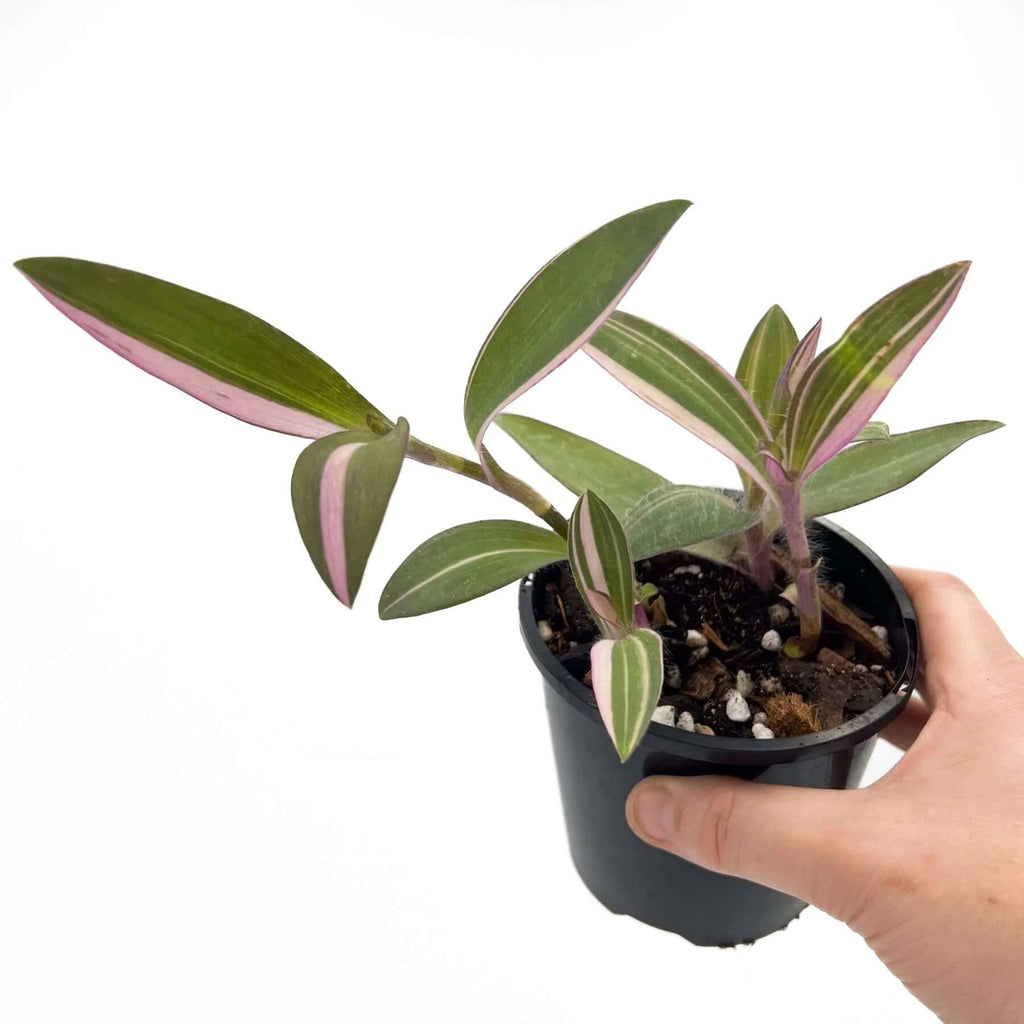 Tradescantia pallida Purpurea 'Purple Heart' Variegated | Indoor Plant | Chalet Boutique - Australia