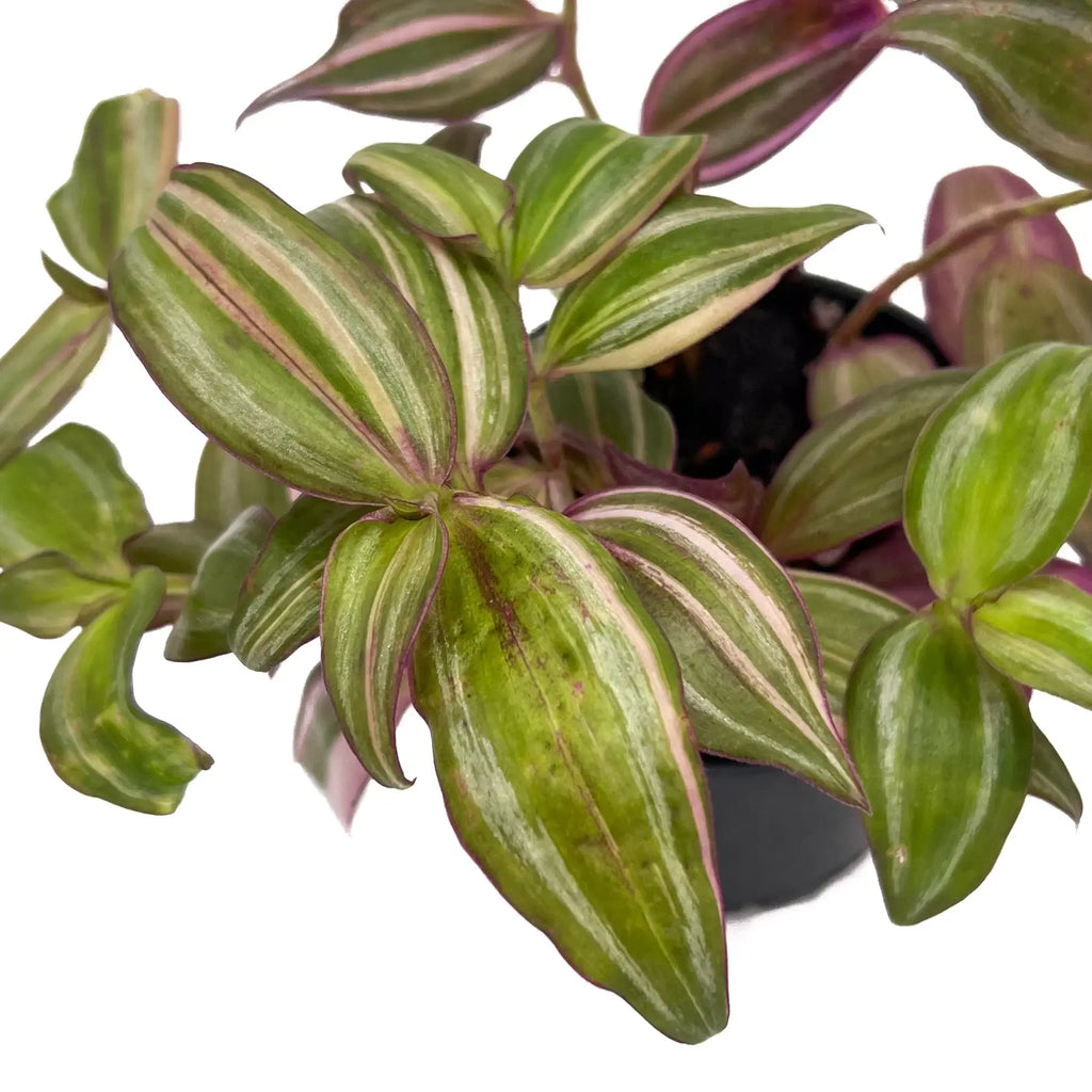 Tradescantia Zebrina 'Multicolour Discolour' | Indoor Plant | Chalet Boutique - Australia