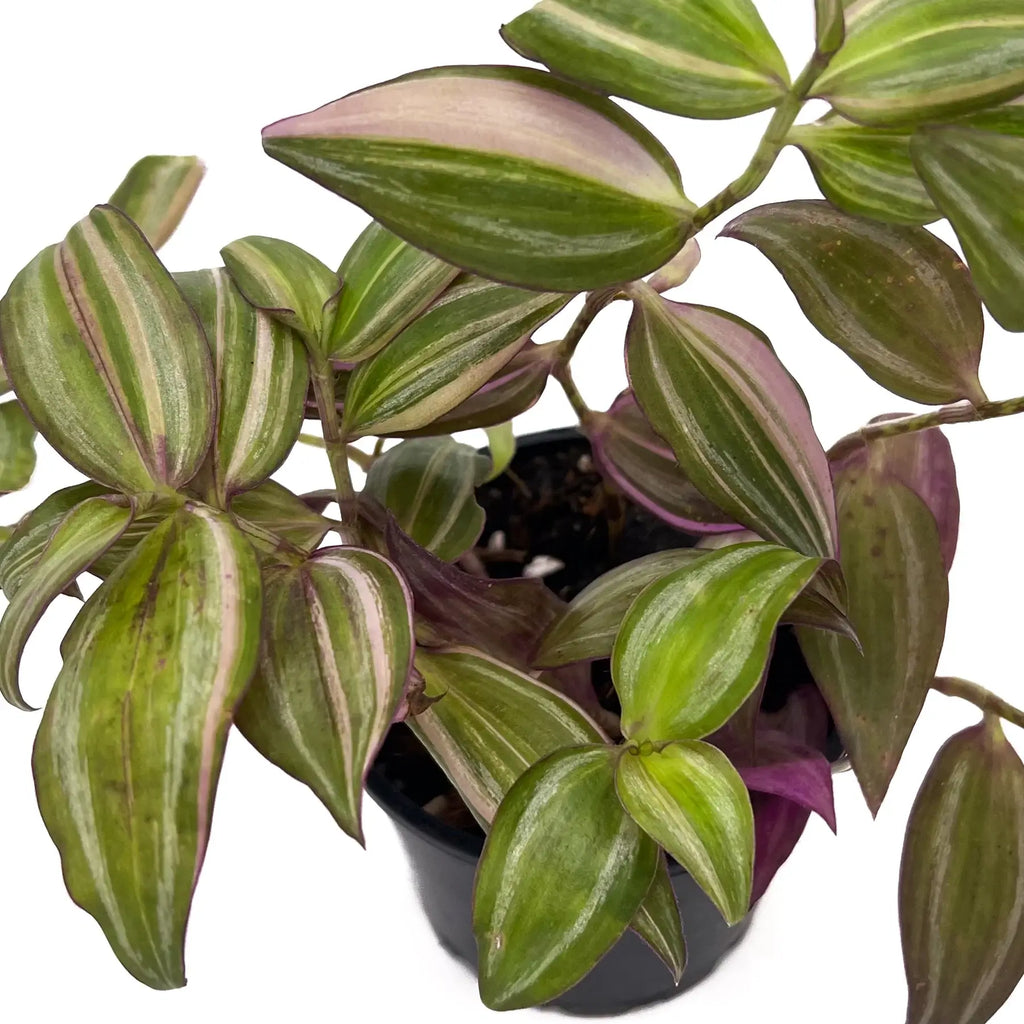 Tradescantia Zebrina 'Multicolour Discolour' | Indoor Plant | Chalet Boutique - Australia