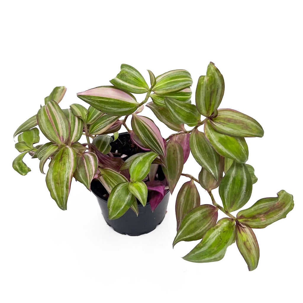 Tradescantia Zebrina 'Multicolour Discolour' | Indoor Plant | Chalet Boutique - Australia