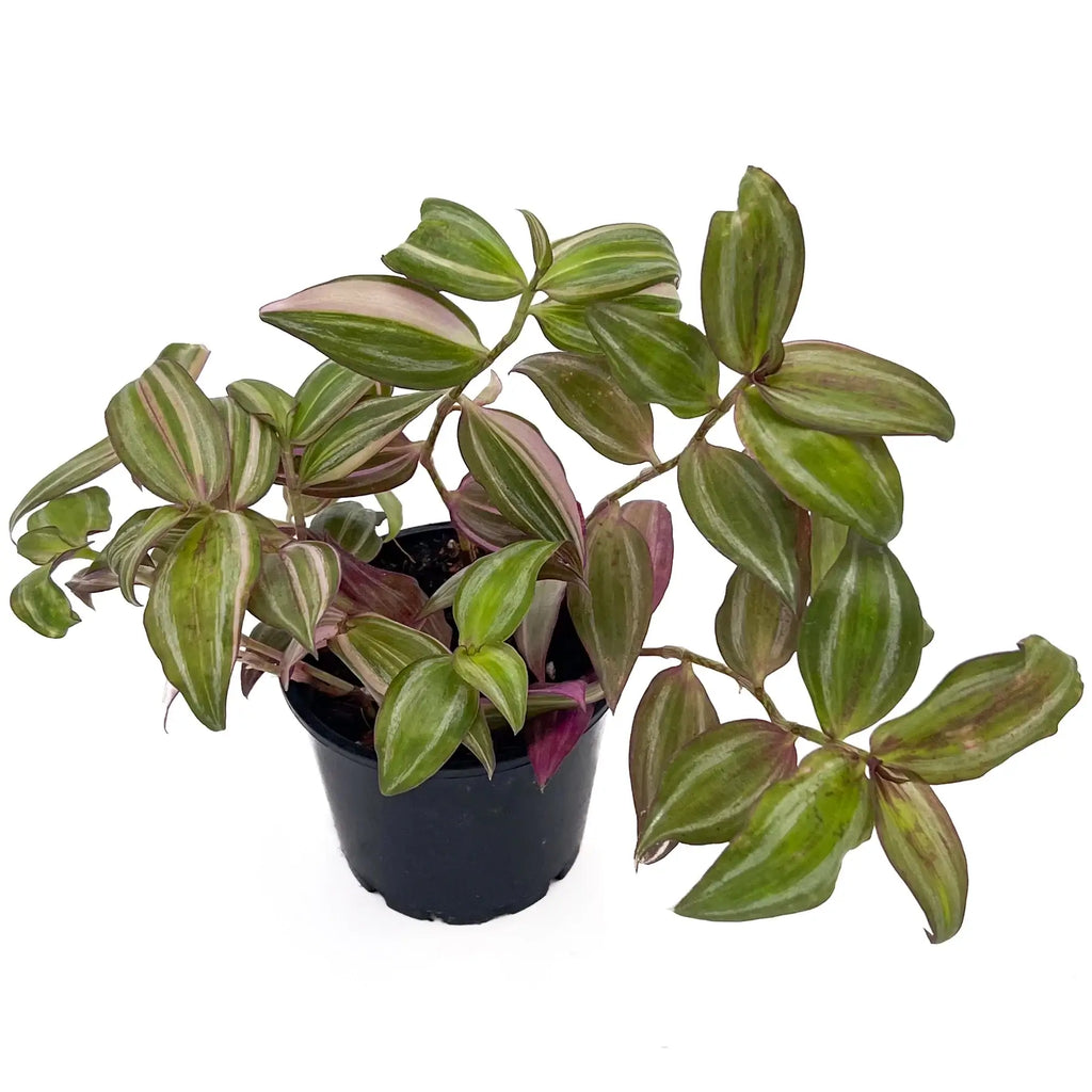 Tradescantia Zebrina 'Multicolour Discolour' | Indoor Plant | Chalet Boutique - Australia