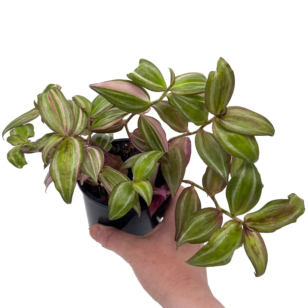 Tradescantia Zebrina 'Multicolour Discolour' | Indoor Plant | Chalet Boutique - Australia