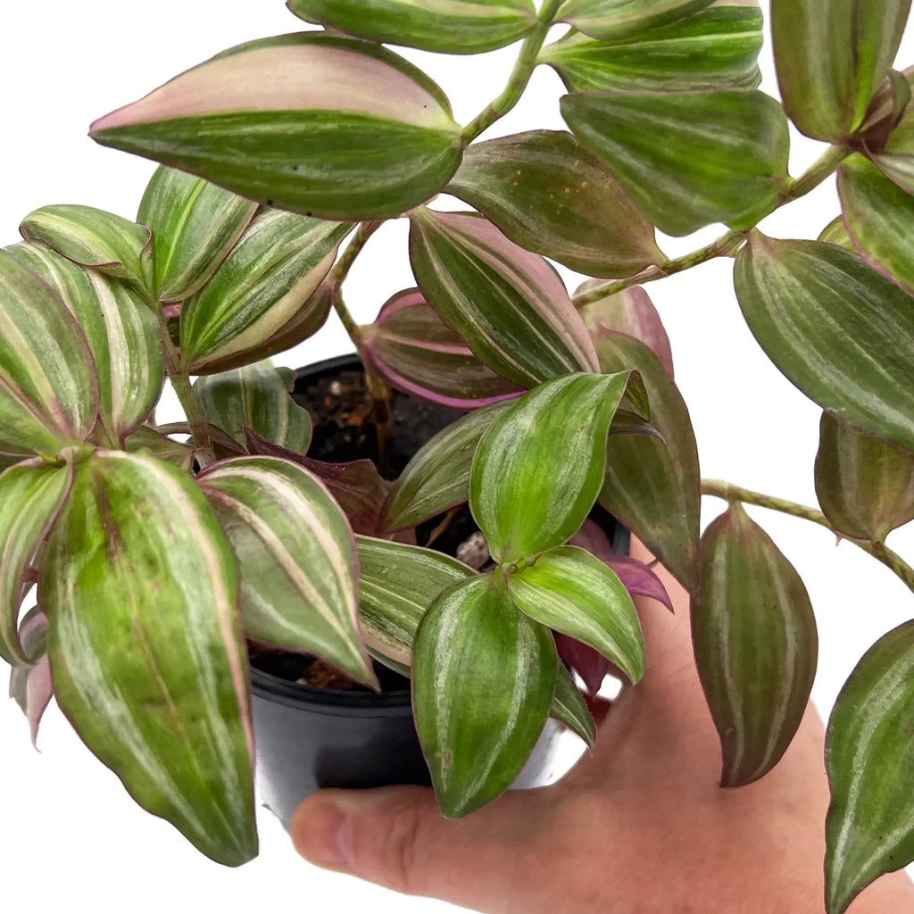 Tradescantia Zebrina 'Multicolour Discolour' | Indoor Plant | Chalet Boutique - Australia