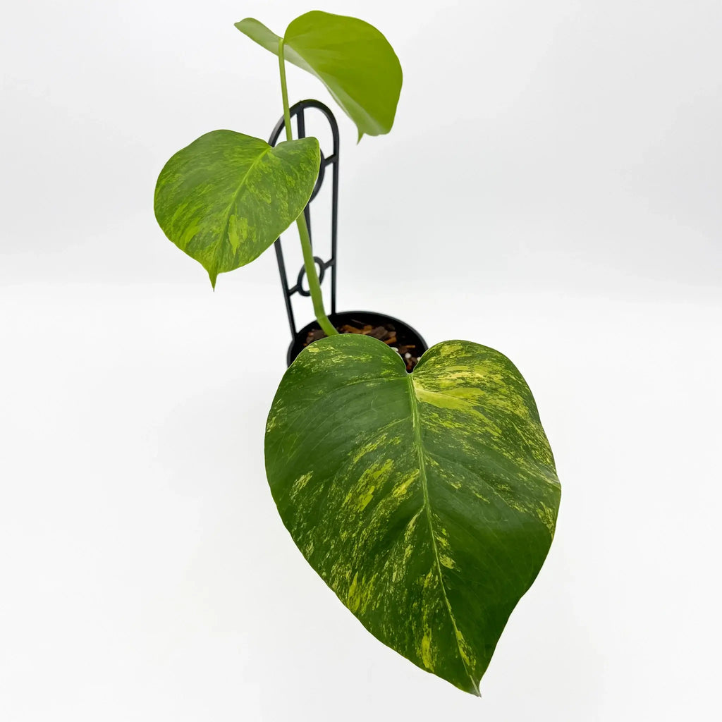 Monstera deliciosa borsigiana 'Aurea' Variegated houseplant with golden variegated leaves. Buy rare plants online at Chalet Boutique, Australia.