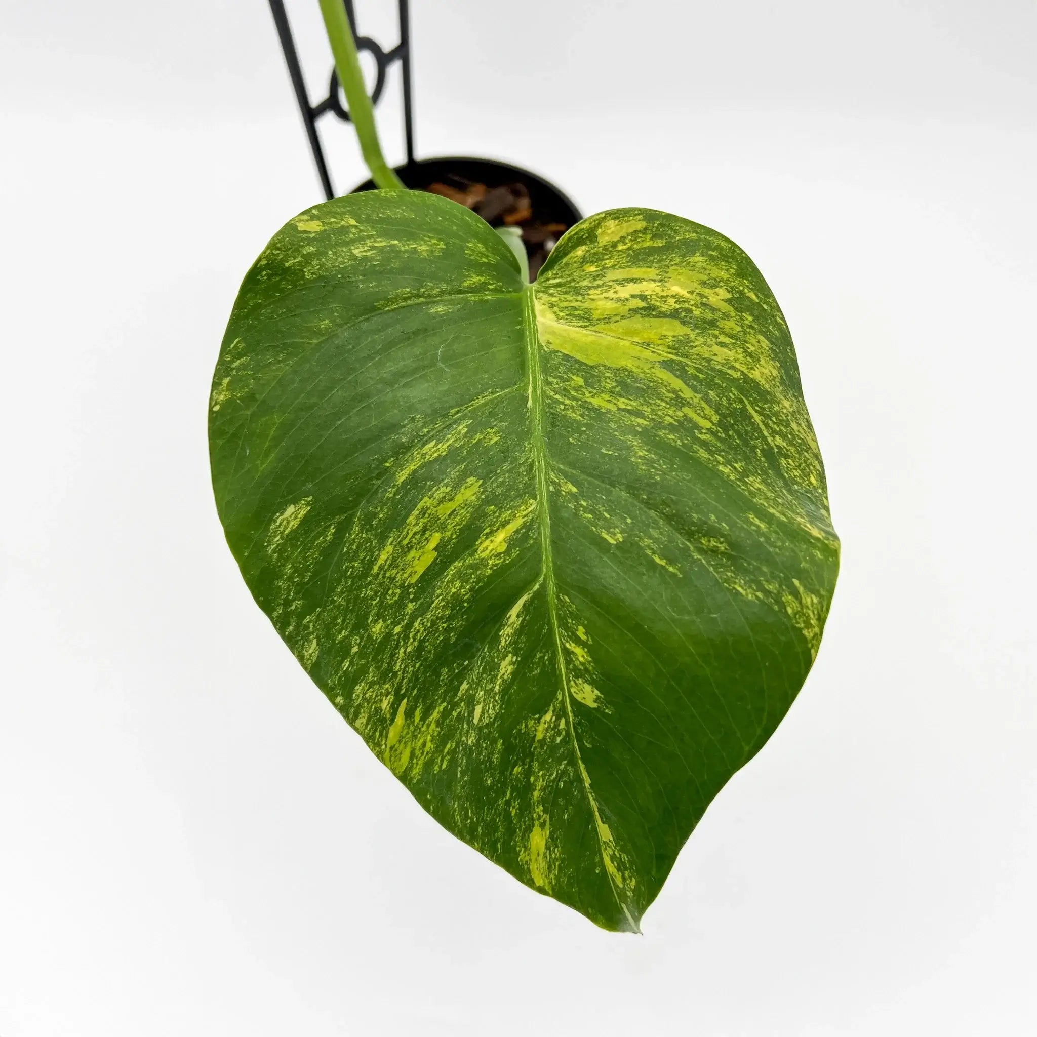 Monstera deliciosa borsigiana 'Aurea' Variegated Plant
